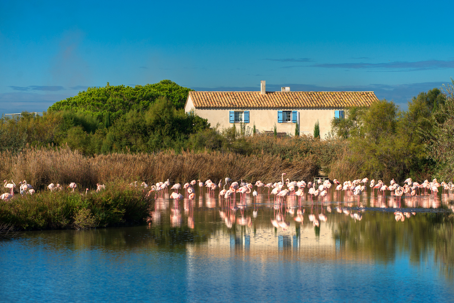 camargue-10