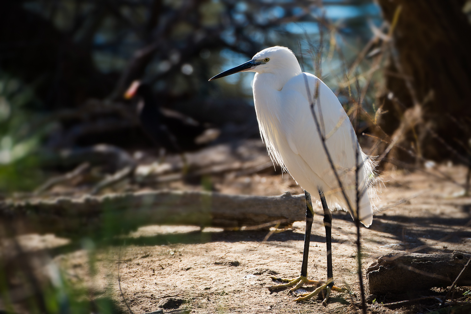 camargue-15