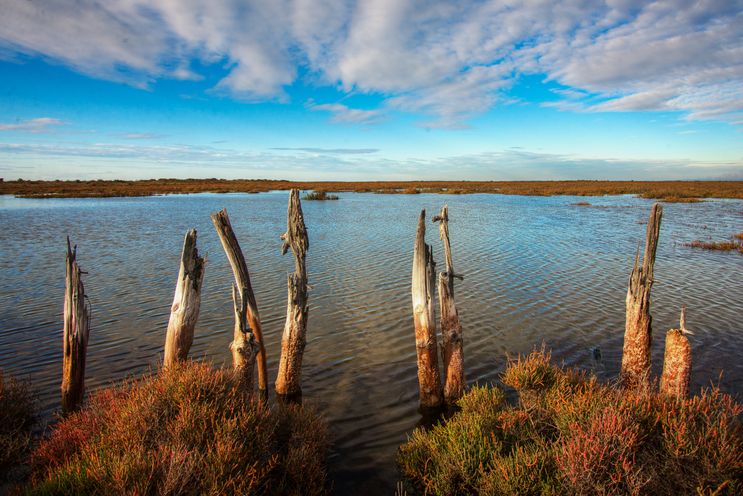 camargue-19