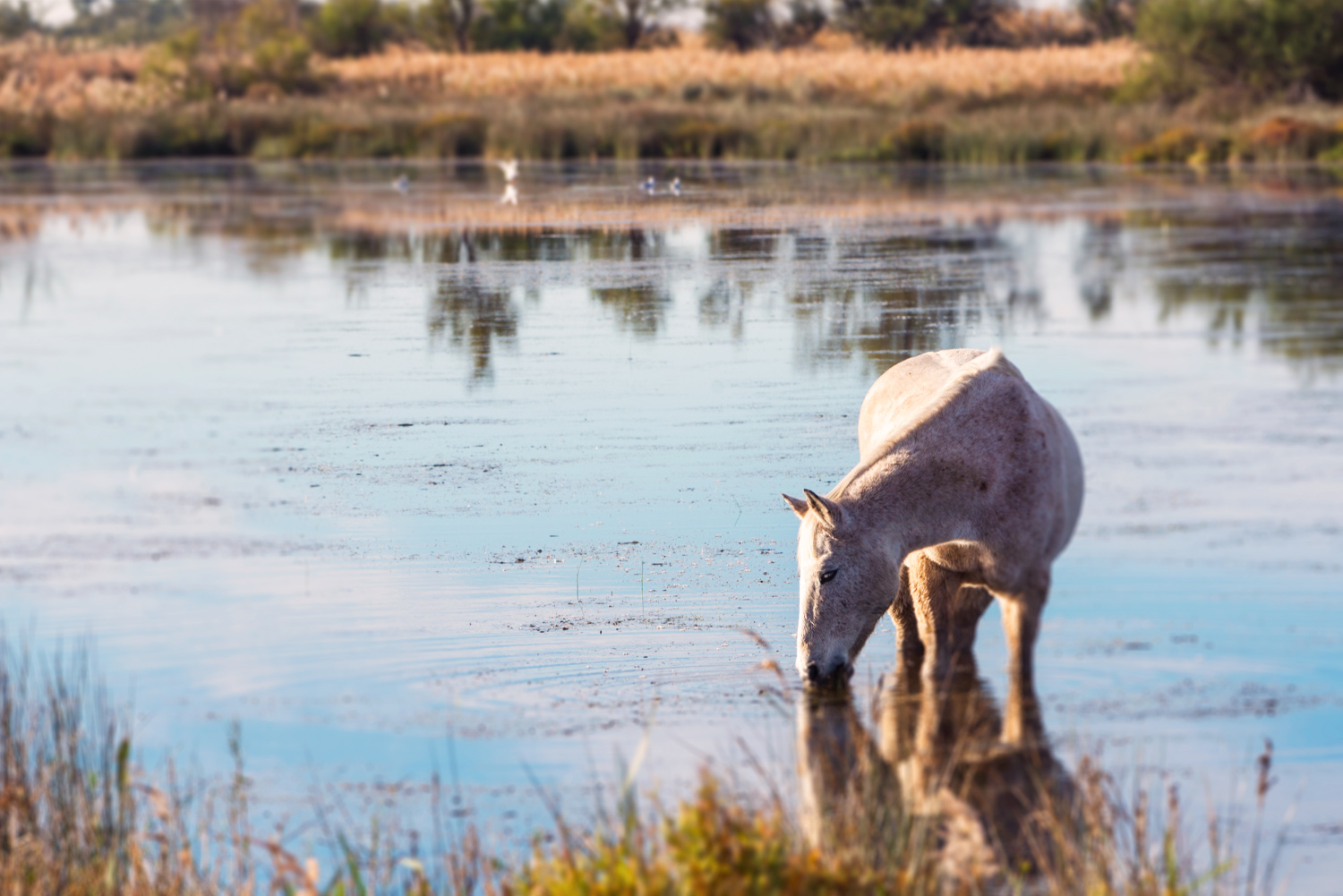 camargue-3