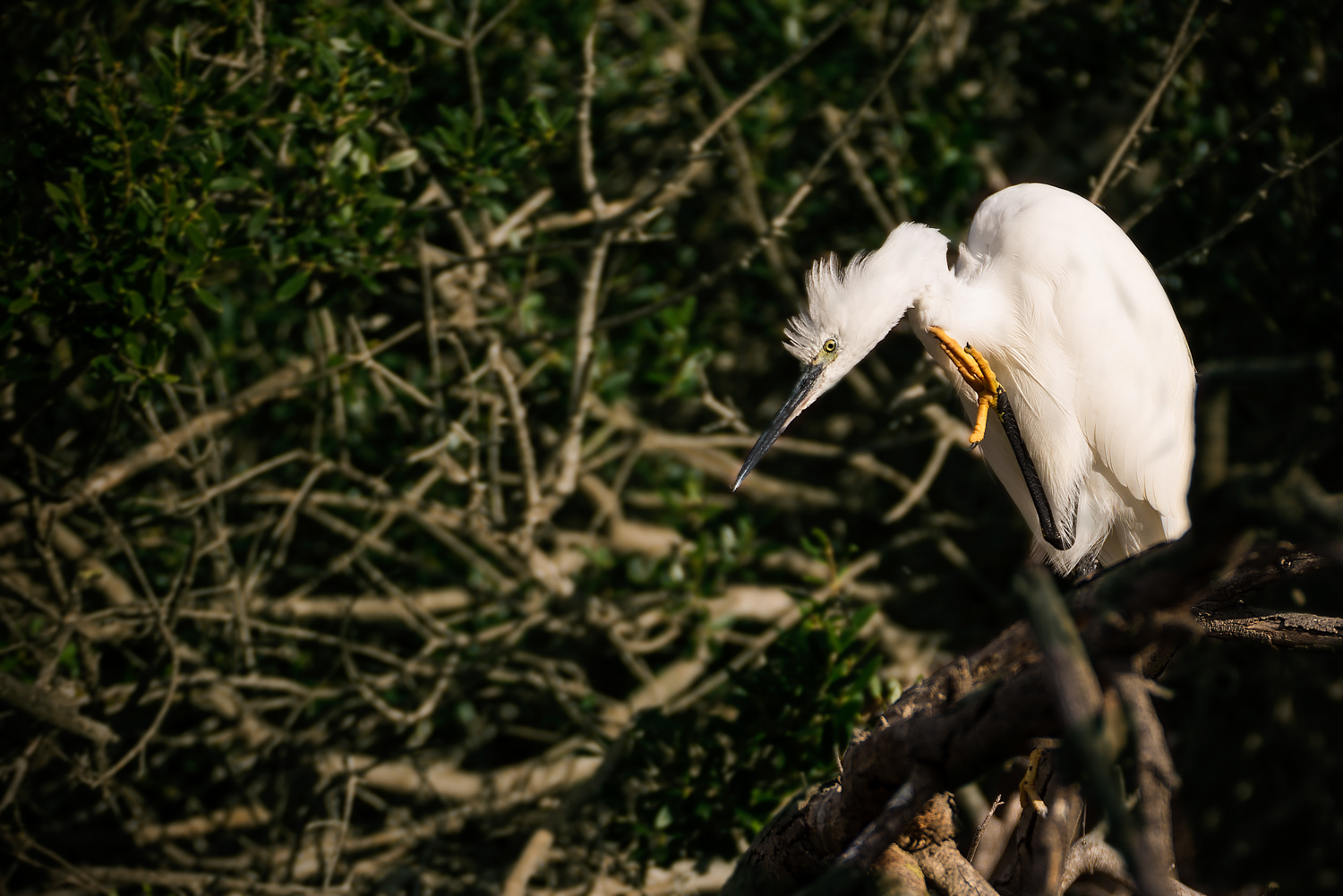 camargue-8